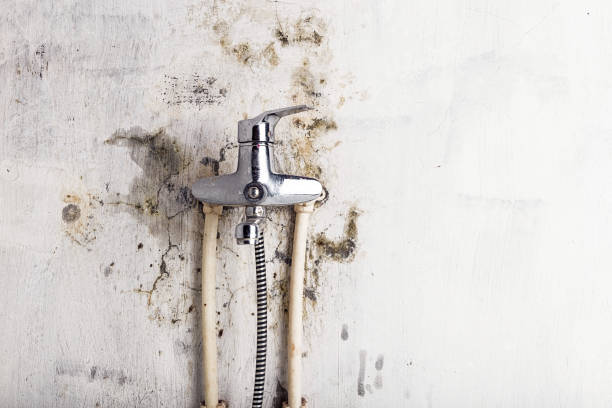 Reliable South Chicago Heights, IL Mold Removal Solutions
