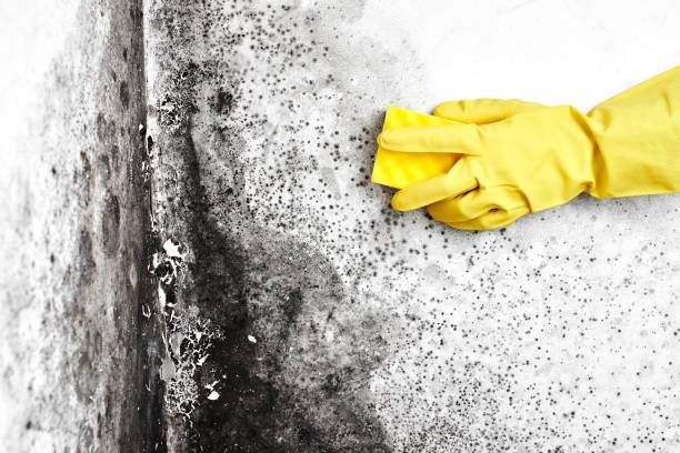 Attic Mold Removal in South Chicago Heights, IL