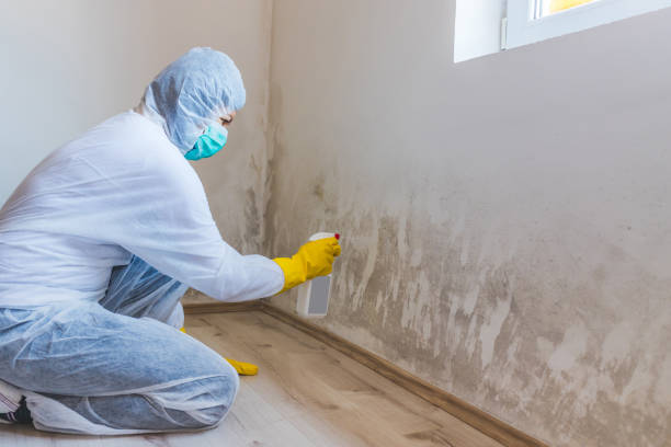 Crawl Space Mold Removal in South Chicago Heights, IL