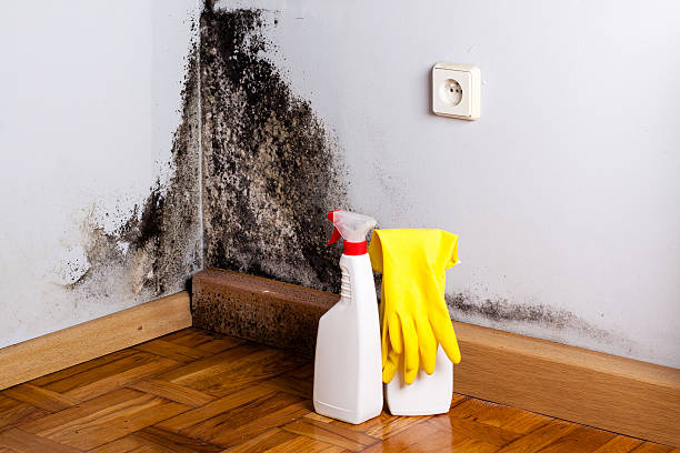 Best Residential Mold Removal  in South Chicago Heights, IL